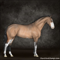 Horse Color:Bay Dun Sabino Rabicano 