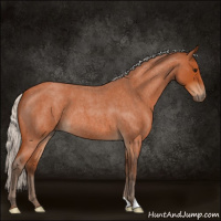 Horse Color:Silver Bay Roan 