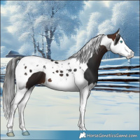 Horse Color:Brown Splash Tobiano 