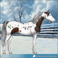 Horse Color:Brown Splash Tobiano 