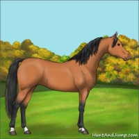 Horse Color:Bay 