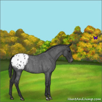 Horse Color:Blue Roan Appaloosa 