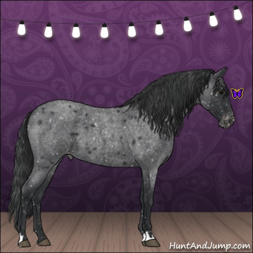 Horse Color:Blue Roan Appaloosa 
