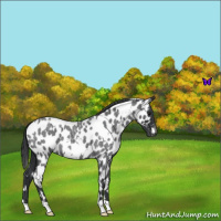 Horse Color:White Spotted Blue Roan Appaloosa 