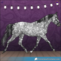 Horse Color:Blue Roan Snowcap 