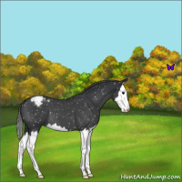 Horse Color:Blue Roan Splash Snowflake Varnish