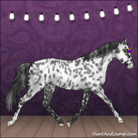 Horse Color:Blue Roan Leopard 