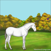 Horse Color:White Spotted Smoky Blue Roan Appaloosa 