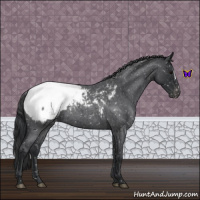 Horse Color:Blue Roan Appaloosa 