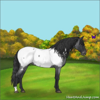 Horse Color:Blue Roan Near Fewspot 