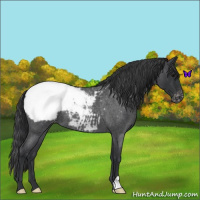 Horse Color:Blue Roan Snowcap 