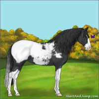 Horse Color:Blue Roan Splash Appaloosa 