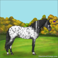 Horse Color:White Spotted Blue Roan Blanket 