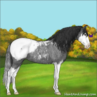 Horse Color:Blue Roan Splash Snowcap 
