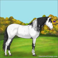 Horse Color:Blue Roan Tobiano Appaloosa 