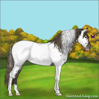 Horse Color:Smoky Blue Roan Tobiano Near Fewspot 