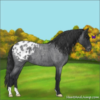 Horse Color:Blue Roan Appaloosa 