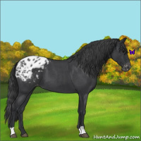 Horse Color:Blue Roan Varnish 