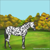 Horse Color:Blue Roan Leopard 