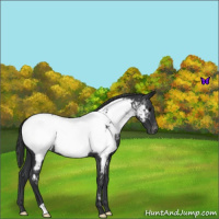 Horse Color:Blue Roan Near Fewspot 