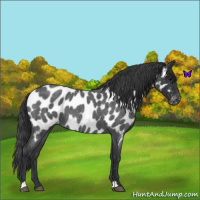 Horse Color:Blue Roan Appaloosa 