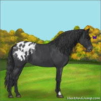 Horse Color:Blue Roan Blanket 
