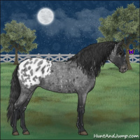 Horse Color:Blue Roan Appaloosa