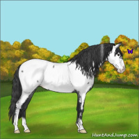 Horse Color:Blue Roan Frame Near Fewspot 