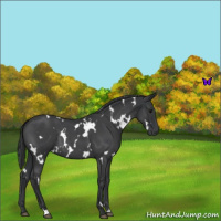 Horse Color:White Spotted Blue Roan 