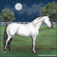 Horse Color:Blue Roan Near Fewspot 