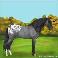 Horse Color:Blue Roan Appaloosa 