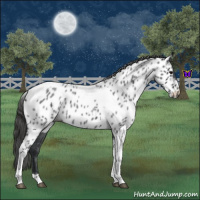 Horse Color:Blue Roan Tobiano Appaloosa