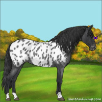 Horse Color:Blue Roan Appaloosa