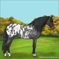 Horse Color:Blue Roan Appaloosa