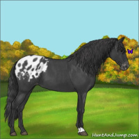 Horse Color:Blue Roan Appaloosa 