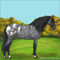 Horse Color:Blue Roan Near Leopard