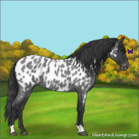 Horse Color:Blue Roan Near Leopard 