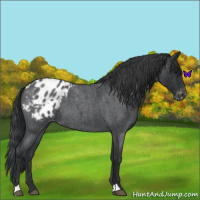 Horse Color:Blue Roan Appaloosa 