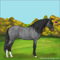 Horse Color:Blue Roan Varnish