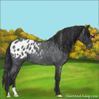 Horse Color:Blue Roan Appaloosa 