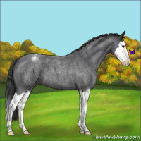 Horse Color:Blue Roan Splash Appaloosa 