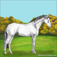 Horse Color:White Spotted Blue Roan Splash Near Fewspot 