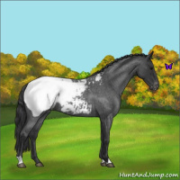 Horse Color:Blue Roan Snowcap 