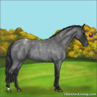 Horse Color:Blue Roan Varnish 
