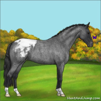 Horse Color:Blue Roan Snowcap 