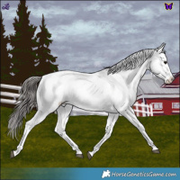 Horse Color:White Spotted Blue Roan Appaloosa