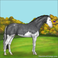 Horse Color:Blue Roan Splash Varnish 