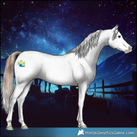 Horse Color:Classic Champagne Splash Appaloosa 