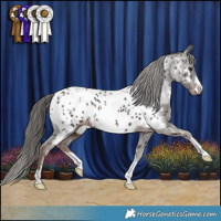 Horse Color:Liver Chestnut Near Leopard 