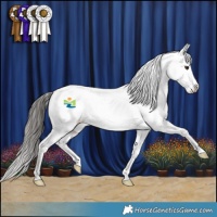 Horse Color:Liver Chestnut Appaloosa 